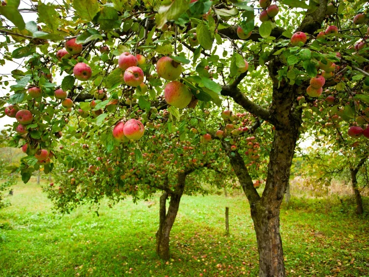 Apple tree heavy with red apples