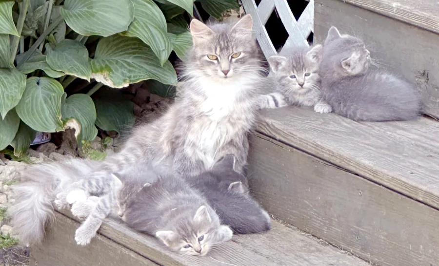 Daisy the farm cat and her babies looking at the camera
