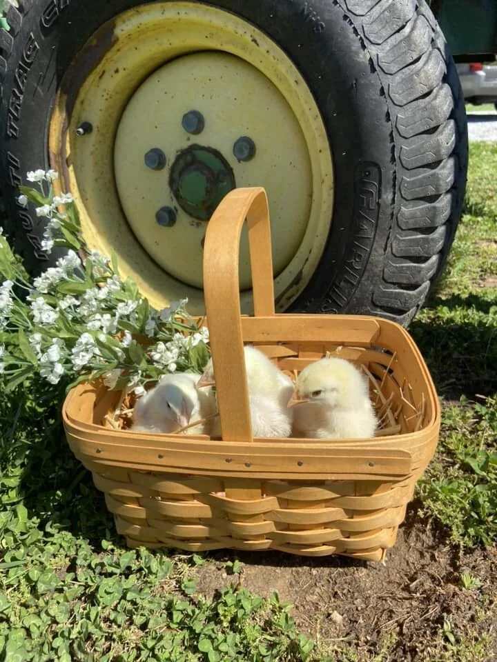 A basket of fresh eggs next to a tractor tire