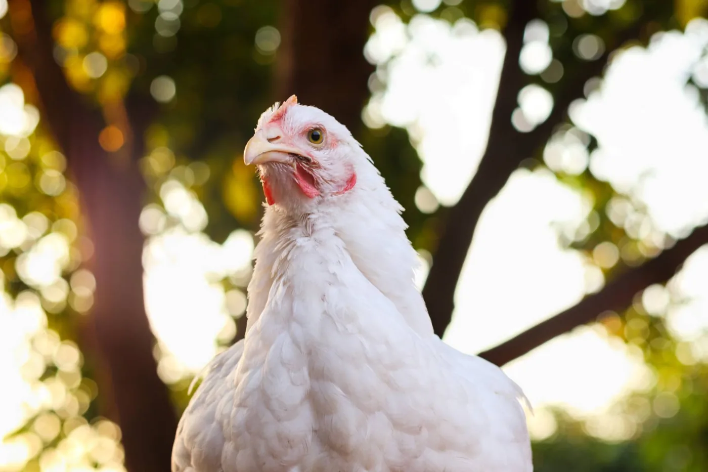 A white hen on pasture, lit by the morning sun
