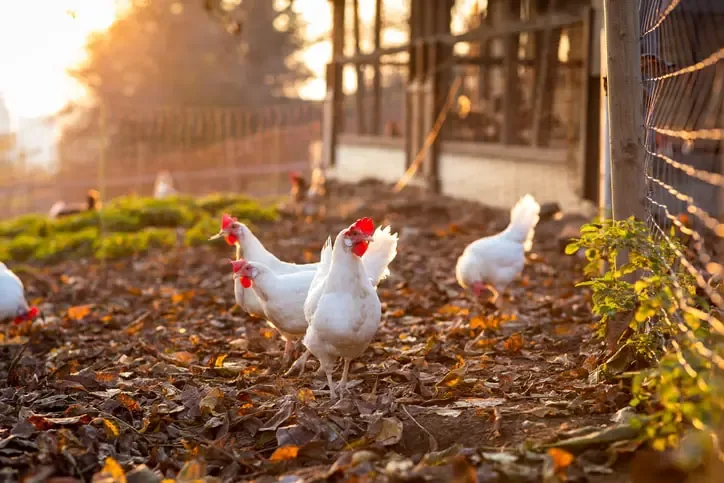 Hens foraging in the yard outside the coop