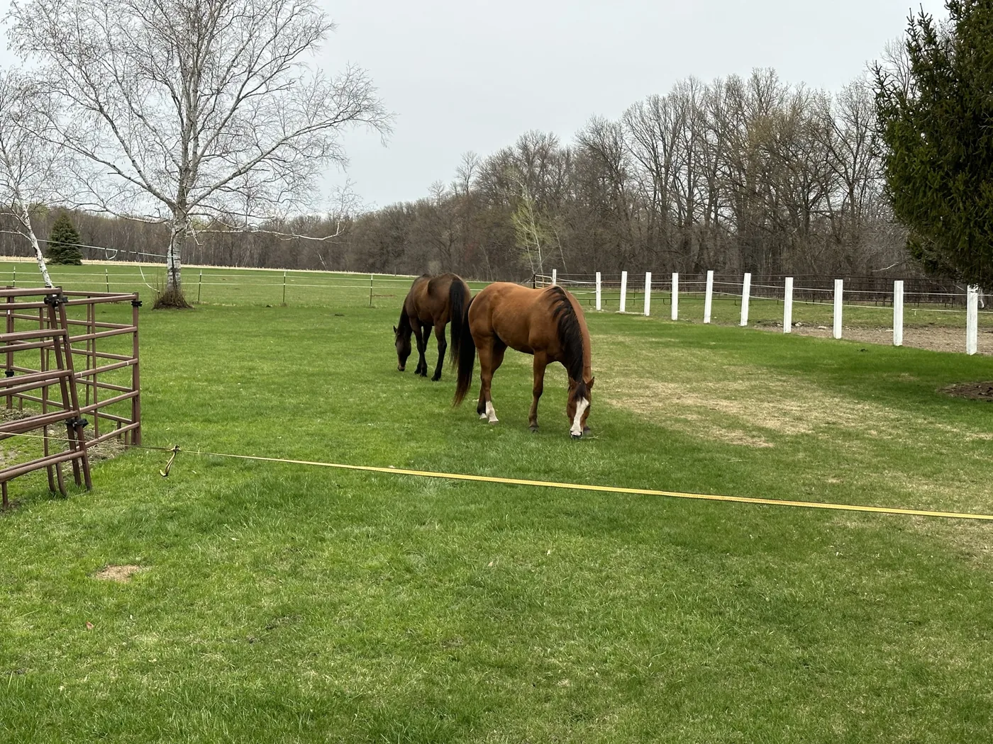 Horses grazing in the pasture